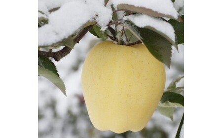 【数量・季節限定】岩手が生んだ最上級のりんご『プレミアム 冬恋はるか』2.5kg 【571】