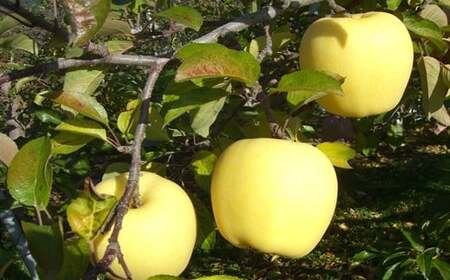 【数量・季節限定】岩手が生んだ最上級のりんご『プレミアム 冬恋はるか』2.5kg 【571】