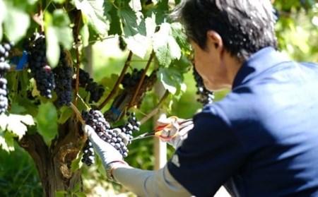 大迫佐藤葡萄園赤ワイン2本セット（ツヴァイゲルト・メルロー）【649】