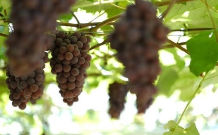 大迫佐藤葡萄園赤ワイン2本セット（ツヴァイゲルト・メルロー）【649】