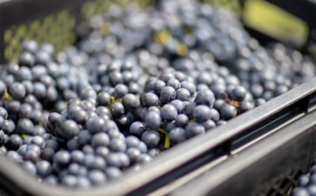 大迫佐藤葡萄園 ツヴァイゲルト2本セット（赤・ロゼ・干しぶどう