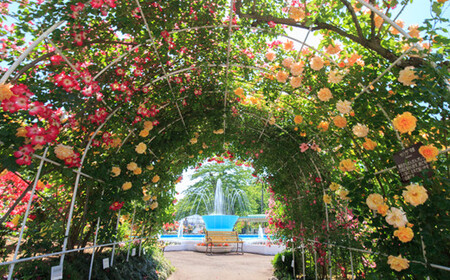 花巻温泉バラ園 オリジナル品種「ハートローズ95」大苗 ＜2026年3月より随時発送＞【2049】