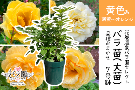 ＜色が選べる♪＞花巻温泉バラ園で育った「バラ大苗」7号サイズ -黄-　【1661】