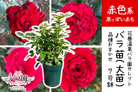 ＜色が選べる♪＞花巻温泉バラ園で育った「バラ大苗」7号サイズ -赤-　【1663】
