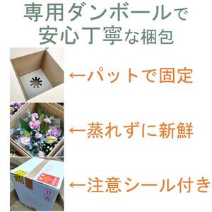 季節の花束 花束 | 【定期便/12ヶ月】 O0035