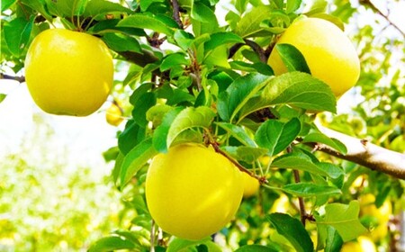 【数量限定 2026年 4月発送 予約受付 】 雪っ子 りんご 熟成 シナノゴールド 10kg 岩手県 北上市 G0216 展勝地レストハウス 数量限定 リンゴ 林檎 果物 フルーツ 果実 贈答用リンゴ 雪室貯蔵 雪室リンゴ  