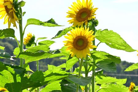 ひまわり油 140ml × 2本 セット 調理用 食用 油 オイル 岩手県 北上市 C0190 アンビシャスファーム 向日葵 植物性オイル