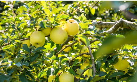 予約受付【品種おまかせ】りんご 約2kgセット A0170　