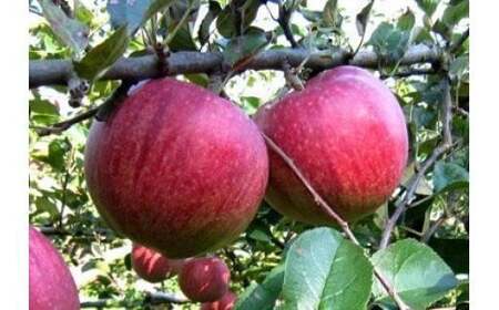 季節のりんご 約2.7kg(8~10個)B0417 品種おまかせ ふじ シナノゴールド