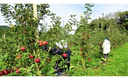 季節のりんご 約2.7kg(8~10個)B0417 品種おまかせ ふじ シナノゴールド