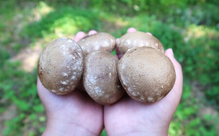 【平日お届け】しいたけ 菌床生しいたけ１kg