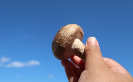【平日お届け】しいたけ 菌床生しいたけ１kg