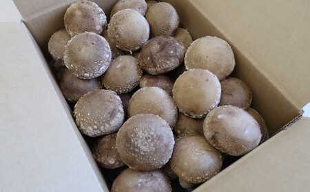 【平日お届け】しいたけ 菌床生しいたけ１kg