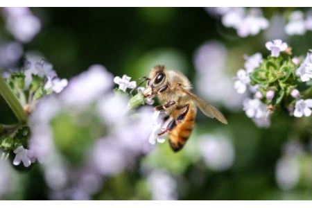 はちみつ 国産 平庭高原はちみつ とち アカシア 各200ｇ