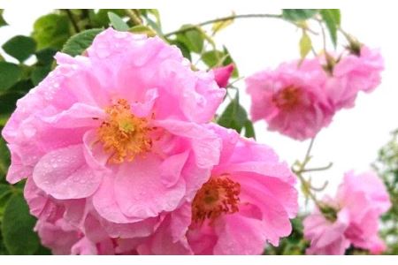 【自家栽培のダマスクローズをブレンド】「久慈のバラの紅茶」(ティーパック&茶葉セット)