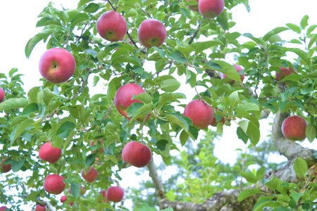【先行予約】松陽園 樹上完熟 りんご 紅いわて 5kg 【2026年9月中旬ごろから発送予定】 農家直送