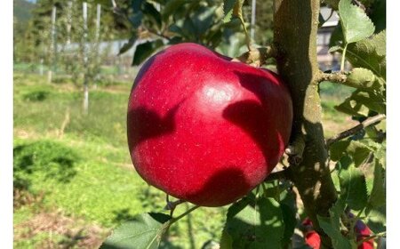 【先行予約】 松陽園 樹上完熟 りんご ジョナゴールド 5kg【2026年10月中旬頃から順次発送】 農家直送