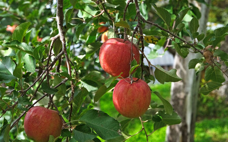 りんご サンふじ 5kg 松陽園 岩手県 遠野市 樹上完熟 農家直送 ご贈答 お歳暮 東北 リンゴ