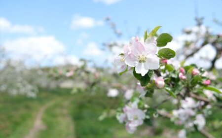 りんご シナノゴールド 5kg 松陽園 樹上 完熟 岩手県 遠野市 農家直送 お歳暮 東北 リンゴ