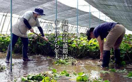 根わさび 真妻 200g (3~4 本) 【葵食品】 生産者直送 生 新鮮 岩手県 遠野市 特産 /刺身 お肉 ステーキ 薬味 わさび丼