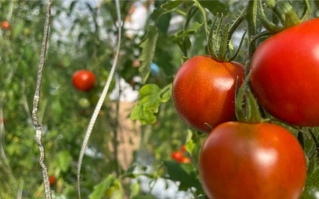 フルーツトマト 【めんこいトマト】 約1kg 2026年1月から順次発送