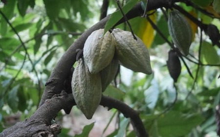 LISAチョコレート 3種セット 〈マイルド / ビター / カカオニブ〉【 チョコ スイーツ お菓子 個包装 詰め合わせ ギフト プレゼント 贈答品 有機 カカオ 黒糖 無添加 手作り バレンタインデー ホワイトデー 岩手 陸前高田 】RT1081