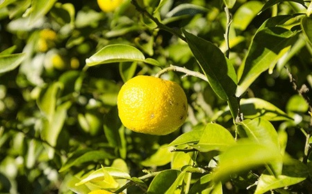 北限のゆず塩と藻塩セット 【 塩 調味料 三陸産 岩手県 陸前高田市 あすなろホーム 】RT536