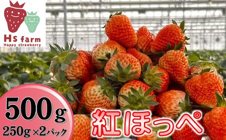 新鮮いちご〈品種：紅ほっぺ〉 500g (250g×2パック)【数量限定 / 先行予約】 旬の時期に収穫してすぐ発送！ 【 訳あり いちご フルーツ 旬 小分け 人気 岩手 陸前高田 】2025年1月中旬頃から順次発送RT2506