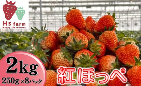 新鮮いちご〈品種：紅ほっぺ〉 2kg (250g×8パック)【数量限定 / 先行予約】 旬の時期に収穫してすぐ発送！ 【 訳あり いちご フルーツ 旬 小分け 人気 岩手 陸前高田 】2025年1月中旬頃から順次発送RT2508