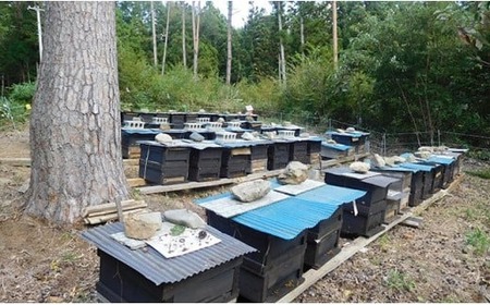 気仙養蜂の国産純粋蜂蜜〈アカシア〉600g 【 はちみつ ギフト 料理 飲料 岩手県 陸前高田市 】RT869