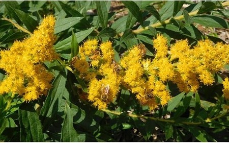 気仙養蜂の国産純粋蜂蜜〈リンゴ〉600g ペットボトル入り 【 はちみつ ギフト 料理 飲料 岩手県 陸前高田市 】RT2329