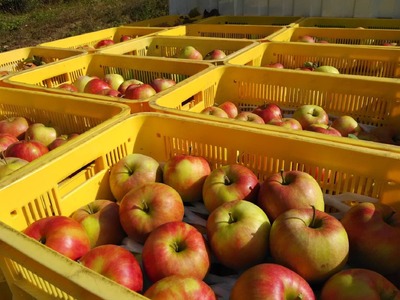 【訳あり】傷だらけの戦士たち 季節のりんご MIX 10kg 2種類以上お届け 果物 旬 りんご