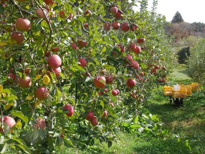 【訳あり品】傷だらけの勇者たち サンふじ 10kg 【 りんご 旬 お届け 岩手 陸前高田 】 RT2063