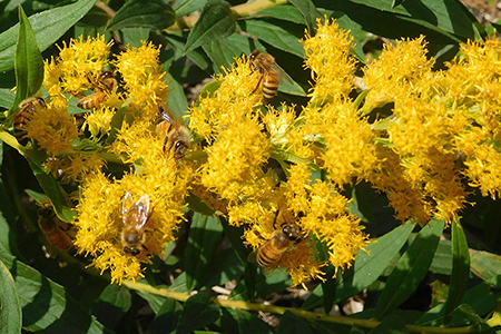 気仙養蜂の国産純粋蜂蜜600g×2個セット【アカシア・トチ】