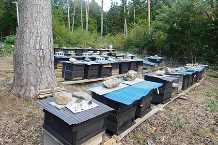 気仙養蜂の国産純粋蜂蜜180g×2個セット【アカシア・トチ】