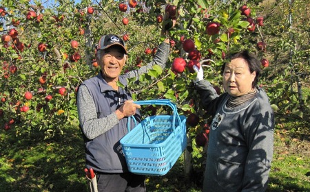 【清水農園】 旬のりんご(洋梨含む) 約3kg 品種おまかせ 1種～2種 【 リンゴ 林檎 洋ナシ 果物 フルーツ 期間限定 】 2024年8月下旬頃から順次発送