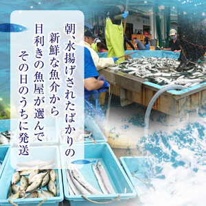 【3ヶ月定期便/下処理済】お試し 三陸海の恵み 詰め合わせ (1回あたりのお届け目安：1～2人用)【 鮮魚セット 鮮魚 三陸産 海鮮 新鮮 お刺身 産地直送 おさかな お魚 旬 人気 お手軽 】RT2579-下処理する