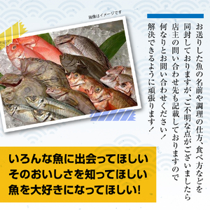 【3ヶ月定期便/下処理済】お試し 三陸海の恵み 詰め合わせ (1回あたりのお届け目安：1～2人用)【 鮮魚セット 鮮魚 三陸産 海鮮 新鮮 お刺身 産地直送 おさかな お魚 旬 人気 お手軽 】RT2579-下処理する