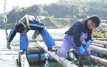 むき身牡蠣 Mサイズ 300g おためし 冷蔵 加熱用 牡蠣