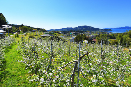 ☆当園人気No.1☆ りんごの王様 家庭用「サンふじ」約3kg りんご