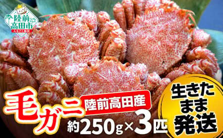 【毛ガニ 約250g×3匹】 陸前高田産 毛ガニ 生きたまま発送！ 【 かに カニ 魚介類 旬 鮮度抜群 産地直送 三陸産 】RT2658