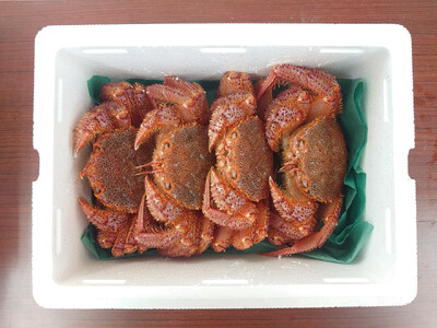 【毛ガニ 約250g×4匹】 陸前高田産 毛ガニ 生きたまま発送！ 【 かに カニ 魚介類 旬 鮮度抜群 産地直送 三陸産 】RT2658