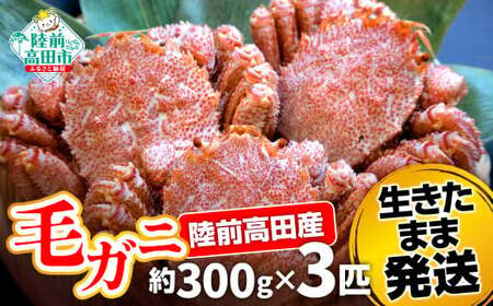 【毛ガニ 約300g×3匹】 陸前高田産 毛ガニ 生きたまま発送！ 【 かに カニ 魚介類 旬 鮮度抜群 産地直送 三陸産 】RT2659