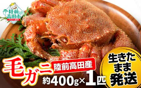【毛ガニ 約400g×1匹】 陸前高田産 毛ガニ 生きたまま発送！ 【 かに カニ 魚介類 旬 鮮度抜群 産地直送 三陸産 】RT2660