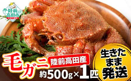 【毛ガニ 約500g×1匹】 陸前高田産 毛ガニ 生きたまま発送！ 【 かに カニ 魚介類 旬 鮮度抜群 産地直送 三陸産 】RT2661