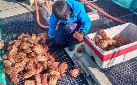 【毛ガニ 約500g×1匹】 陸前高田産 毛ガニ 生きたまま発送！ 【 かに カニ 魚介類 旬 鮮度抜群 産地直送 三陸産 】RT2661