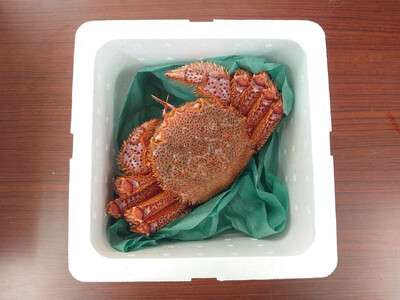 【毛ガニ 約500g×1匹】 陸前高田産 毛ガニ 生きたまま発送！ 【 かに カニ 魚介類 旬 鮮度抜群 産地直送 三陸産 】RT2661
