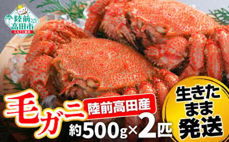 【毛ガニ 約500g×2匹】 陸前高田産 毛ガニ 生きたまま発送！ 【 かに カニ 魚介類 旬 鮮度抜群 産地直送 三陸産 】RT2661