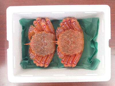 【毛ガニ 約500g×2匹】 陸前高田産 毛ガニ 生きたまま発送！ 【 かに カニ 魚介類 旬 鮮度抜群 産地直送 三陸産 】RT2661