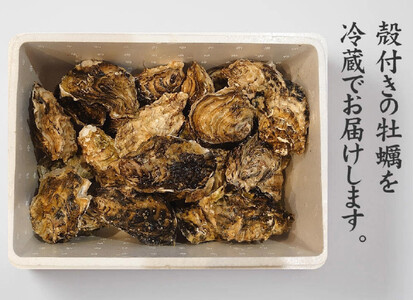 訳あり 牡蠣 先行予約 殻付き牡蠣 約3kg 【 三陸産 旬 産地直送 】